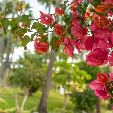 Casablanca 20 Oasis Daire Nerja